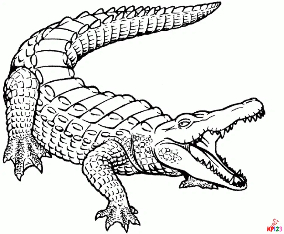 Krokodil 5