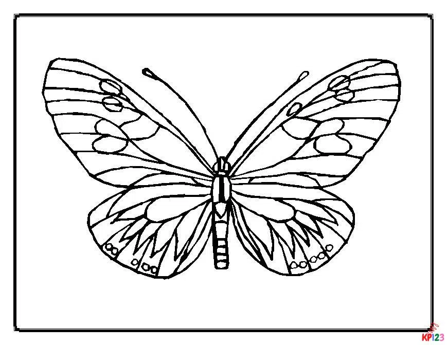 Vlinders 12