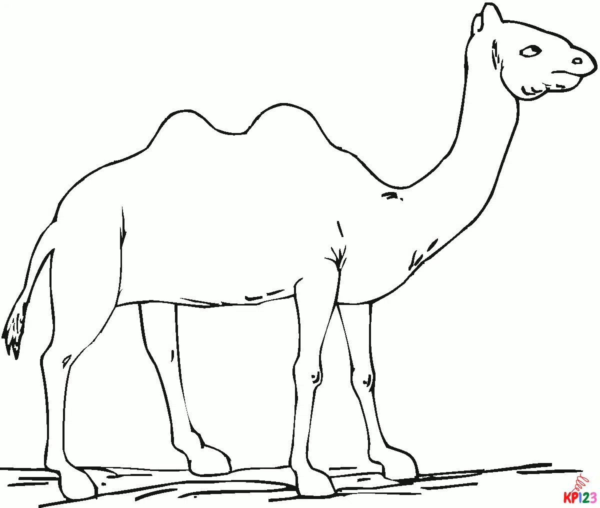 kameel 18