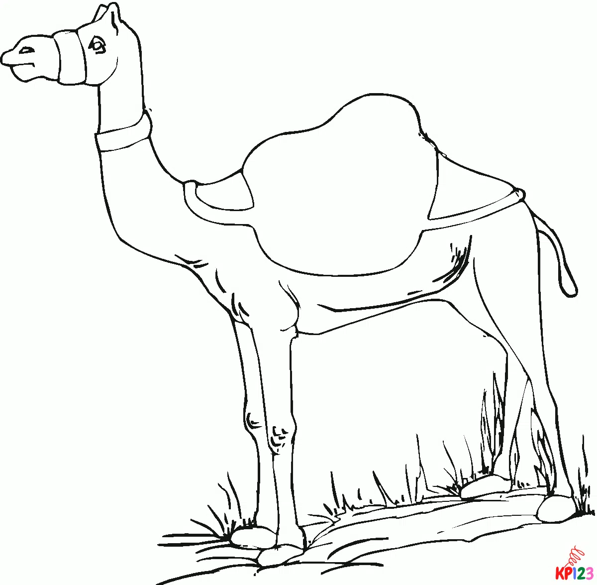 kameel 15