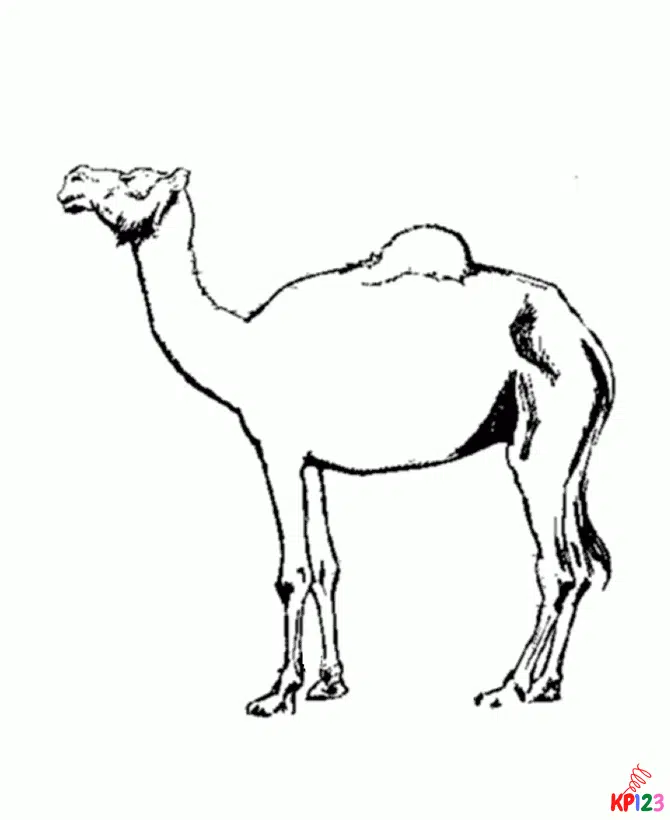 kameel 14