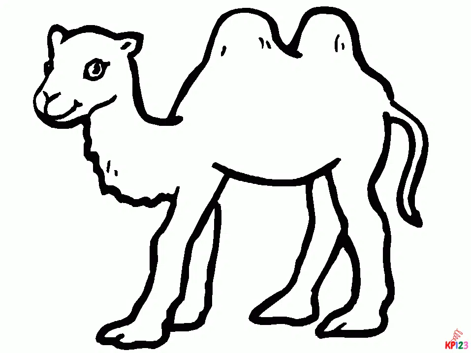 kameel 12
