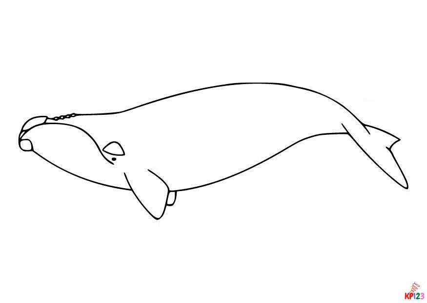 walvis 3