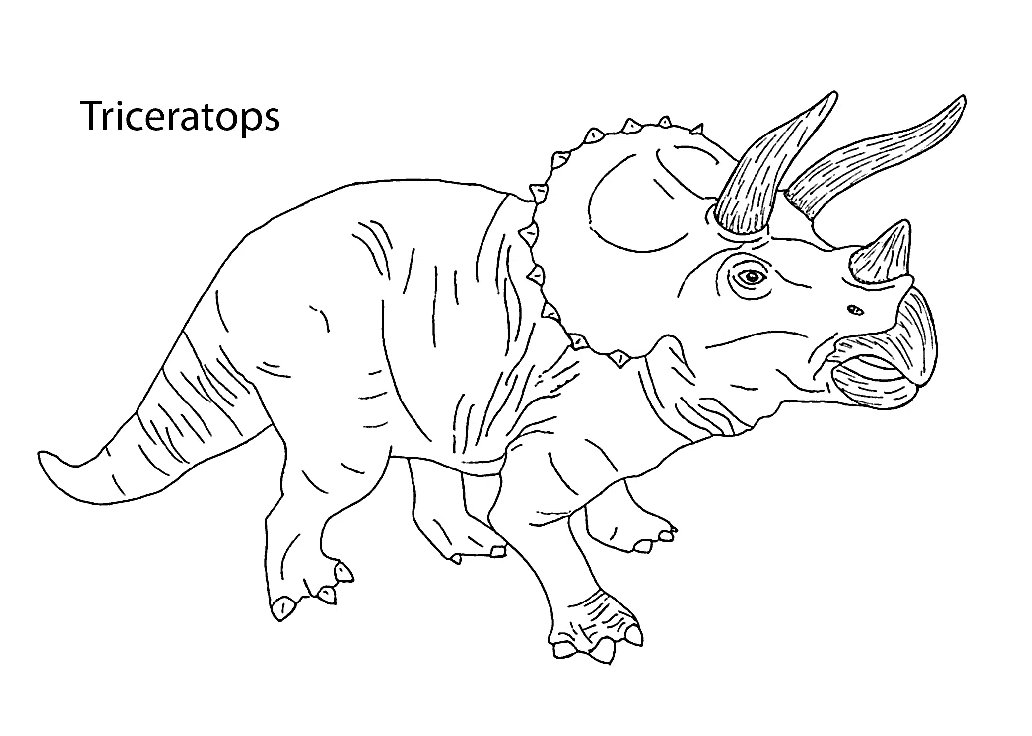 triceratops14